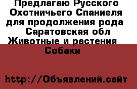 Предлагаю Русского Охотничьего Спаниеля для продолжения рода. - Саратовская обл. Животные и растения » Собаки   